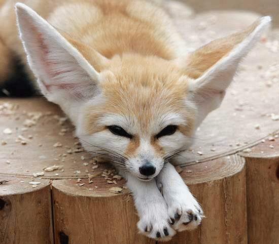 Fennec Every Hour! (@fenneceveryhr) on Twitter photo 