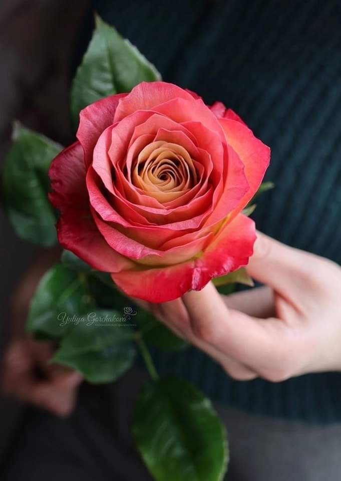 Γύρισα και είμαι πάλι κοντά 
σας,μου λείψατε..και ξέρετε
κάτι; σας μέτρησα και δεν 
λείπει κανείς 😂😂
Θέλω να σας πω ένα τεράστιο
ΕΥΧΑΡΙΣΤΩ,, είμαι ευγνώμων,
 ♦️είστε συγκινητικοί♦️
Με σεβασμό και εκτίμηση 
αυτό👇για σας .. με αγάπη🌹