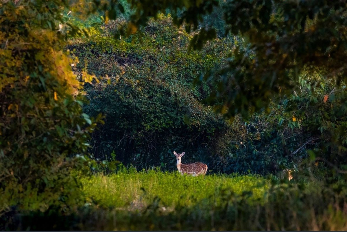 IndiaAesthetica's tweet image. The Sundarbans , West Bengal 🐯🦌🌳 🇮🇳