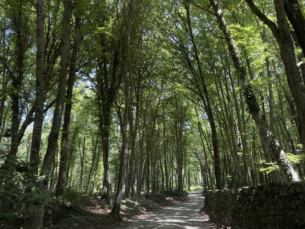 Ramon Costa tweet media