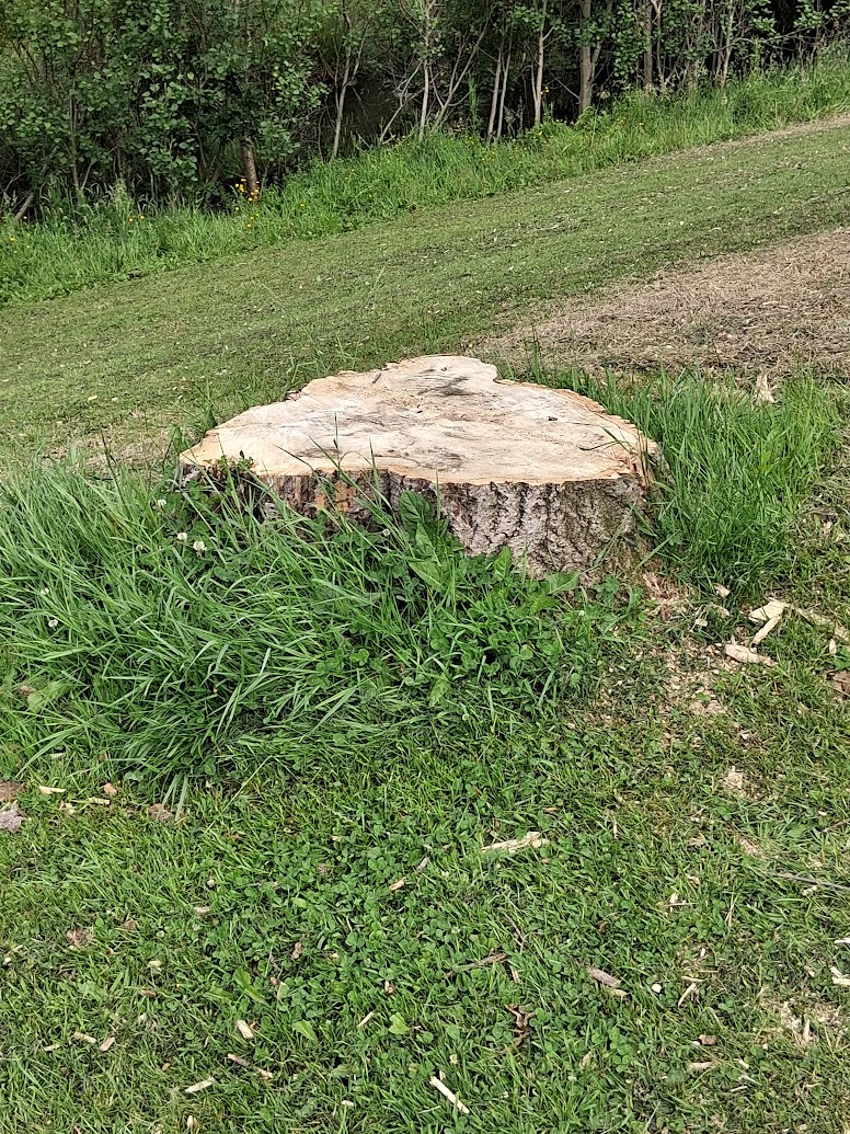 doc_malone2004's tweet photo. @belfastcc  It  is good to see that the fallen trees have been removed from  Clement Wilson Park after the winter storms. The question now is  when will they be replaced? There are now too many gaps which need to be  filled, preferably with trees similar to the ones removed. https://t.co/rYym0Qnckp