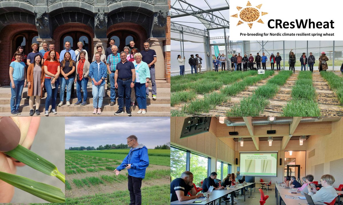 Great two days with #CResWheat partners at NMBU 🇳🇴! Field visits to drought, waterlogging &amp; PHS trials—plus a surprise sighting of gout fly (Chlorops pumilionis) eggs 🪰. Thanks to NMBU &amp; Graminor for hosting! #wheatresearch #plantpathology #climateresilience #cereals