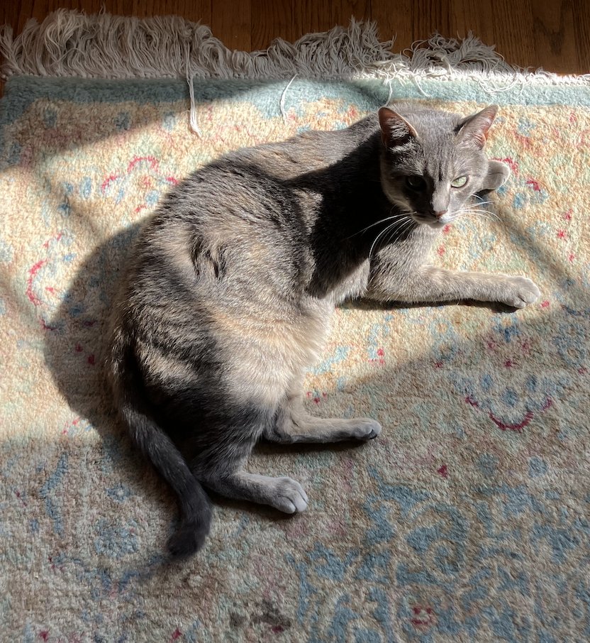 LAGurwitch's tweet image. there is a crack in everything, that&apos;s how the light gets in. #Democracy #NoKingsInAmerica  let&apos;s be like my cat Betty.