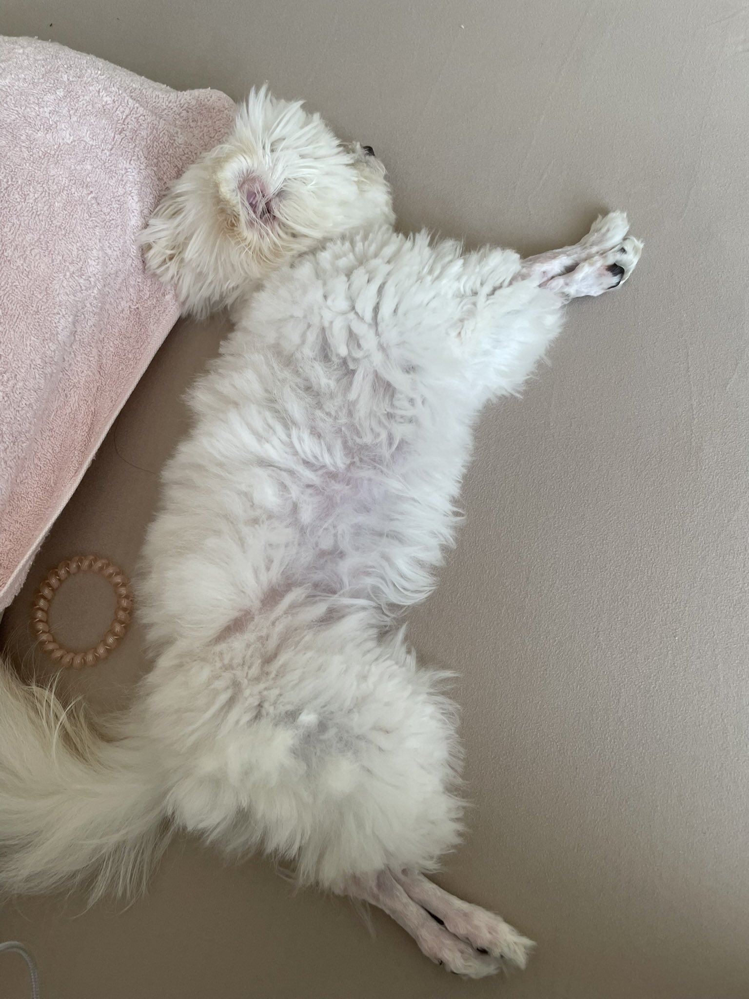 ⭐︎ワンちゃん⭐︎ 我が家にきたラブくんが仲間入りした3匹で過激なワンプロ。