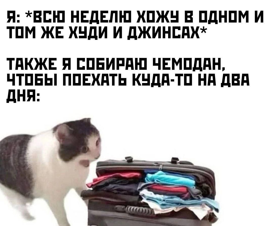 cats, i love cats (@catsilcats) on Twitter photo 