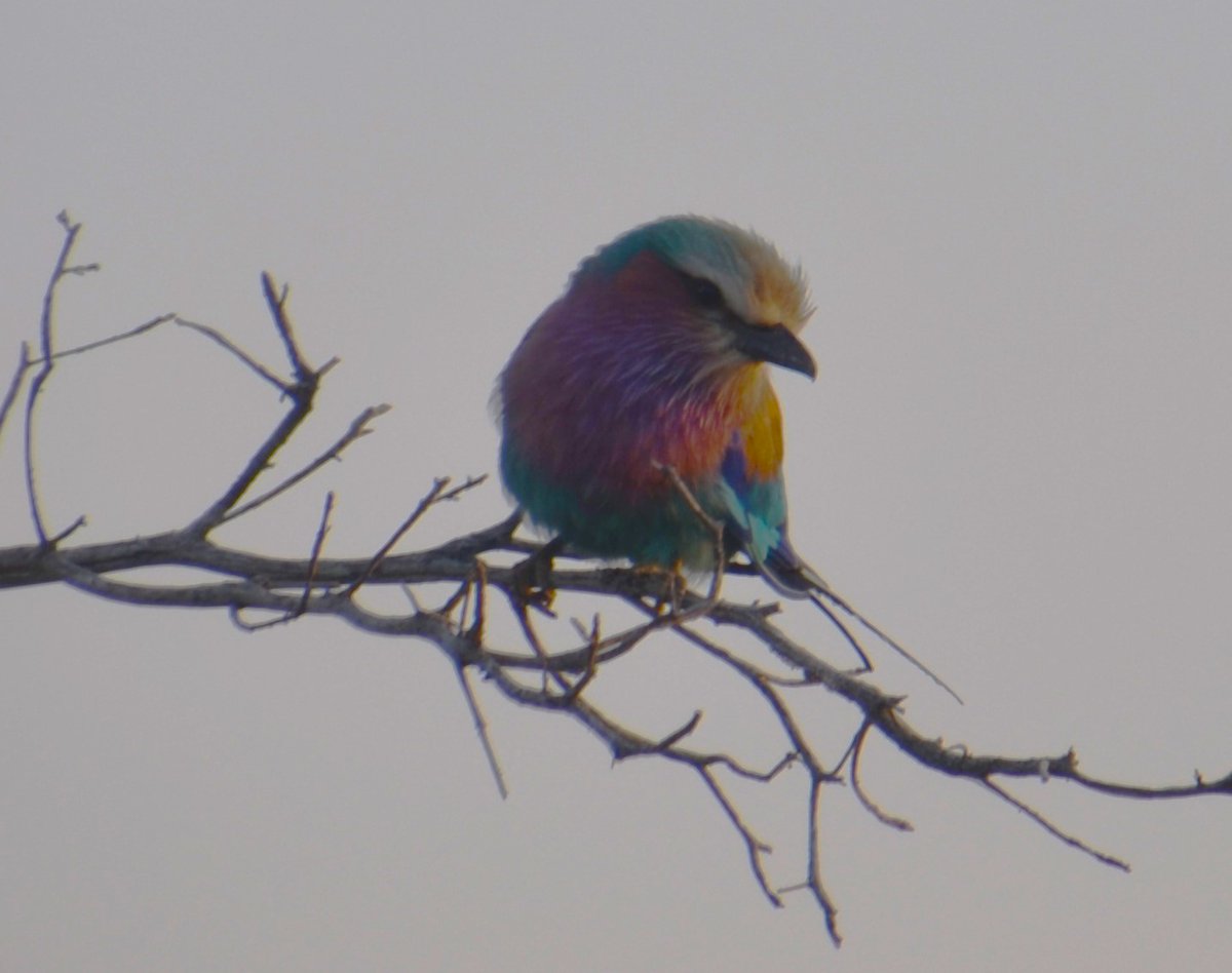 VerySouthWest's tweet photo. @DailyPicTheme2 The #SoundsOf this Lilac Breasted Roller in no way matches it beauty - it's a surprisingly screechy call. South Africa https://t.co/4Qd6ay4SAo