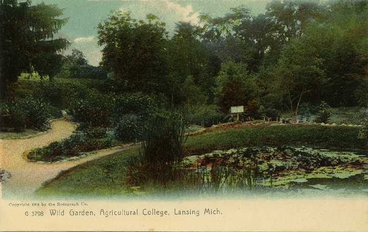 #TBT A color postcard of the Beal Botanical Gardens in 1904. Printed on the front reads "Wild Garden, Agricultural College, Lansing, Mich." #MSUHistory