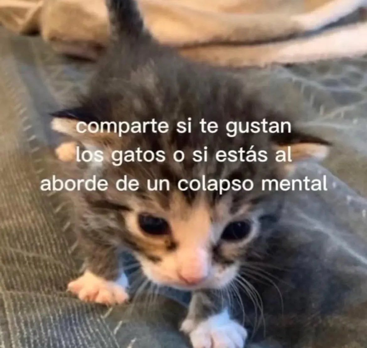 chincheto pirata somali (@wikipistacho) on Twitter photo 