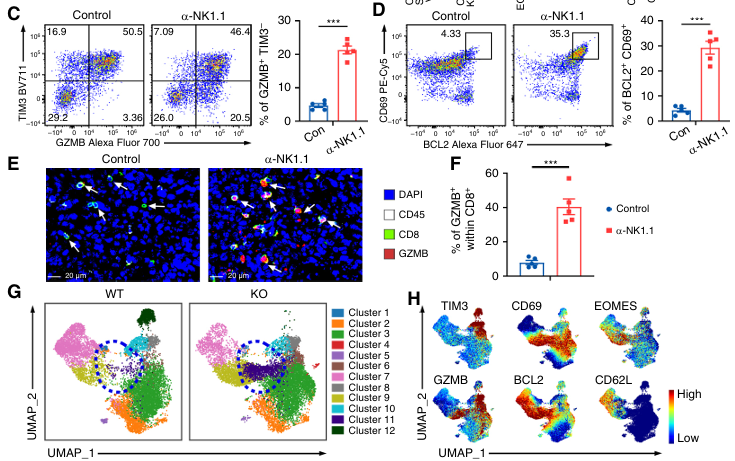 Waggoner Lab (@labwaggoner) on Twitter photo A subset of tumor-associated NK cells restricts checkpoint blockade sensitivity by impeding a ROR-α–dependent cytotoxic CD8 T-cell differentiation program via competition for IFNα & IL-2 <a href="/CD_AACR/">Cancer Discovery</a> <a href="/Zihai/">Zihai Li, MD, PhD</a>
aacrjournals.org/cancerdiscover… A subset of tumor-associated NK cells restricts checkpoint blockade sensitivity by impeding a ROR-α–dependent cytotoxic CD8 T-cell differentiation program via competition for IFNα & IL-2 <a href="/CD_AACR/">Cancer Discovery</a> <a href="/Zihai/">Zihai Li, MD, PhD</a>
aacrjournals.org/cancerdiscover…