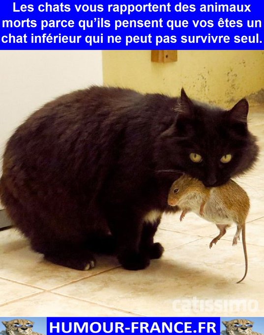 text alternatif