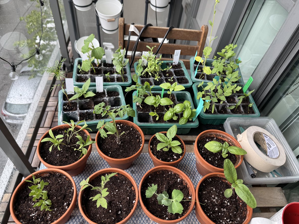 Моя балконья рассада или как же быстро мы стареем…