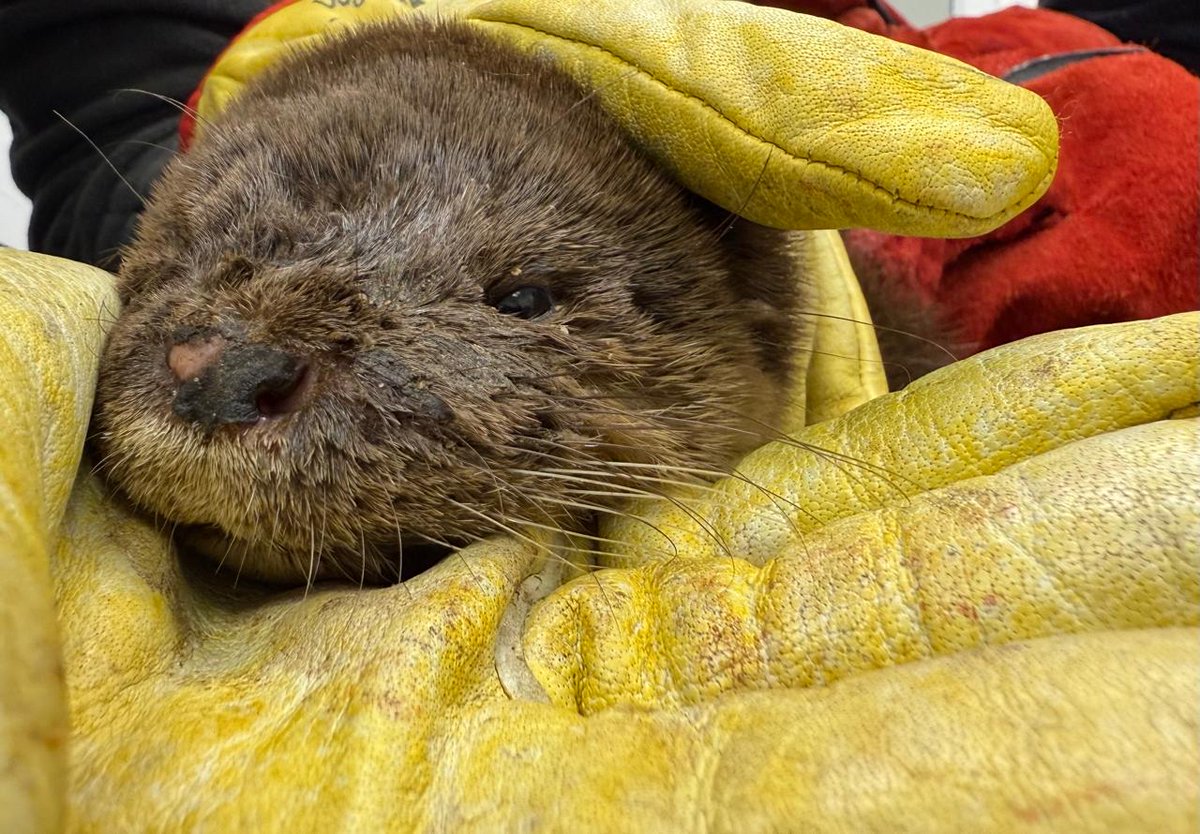 #EstáPasando Fue trasladado a centro de rehabilitación: Rescatan cría de chungungo en Zapallar🦦

¿Qué te parece esta noticia? Más información aquí.👇🏽

ow.ly/3V3N50WcuWW