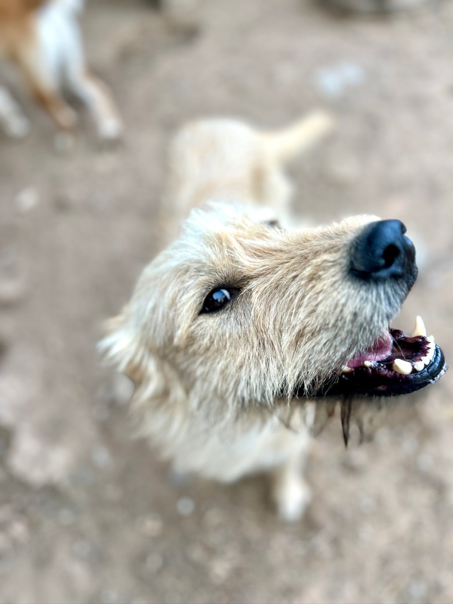 Refugi Els Àngels tweet media