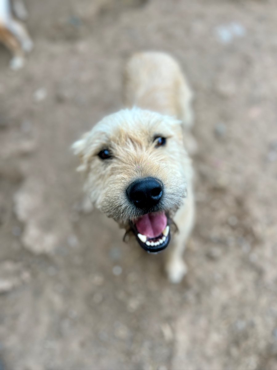 Refugi Els Àngels tweet media