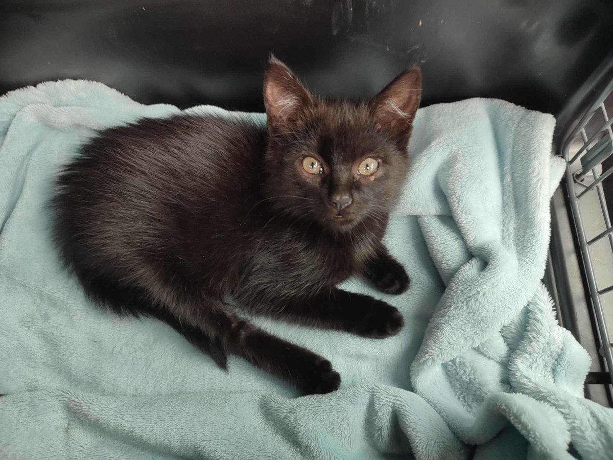 Jeszcze NIKT nie pomógł 😟 

ratujemyzwierzaki.pl/dymek-felineus

Dymek błąkał się po ul. Popiełuszki w Rzeszowie. Uratowany tuż przed dramatem – chwilę później wybuchł pożar. Ma około 2 mies., jest wycieńczony i potrzebuje leczenia. 

#RatujemyZwierzaki #Felineus #PomocDlaDymka