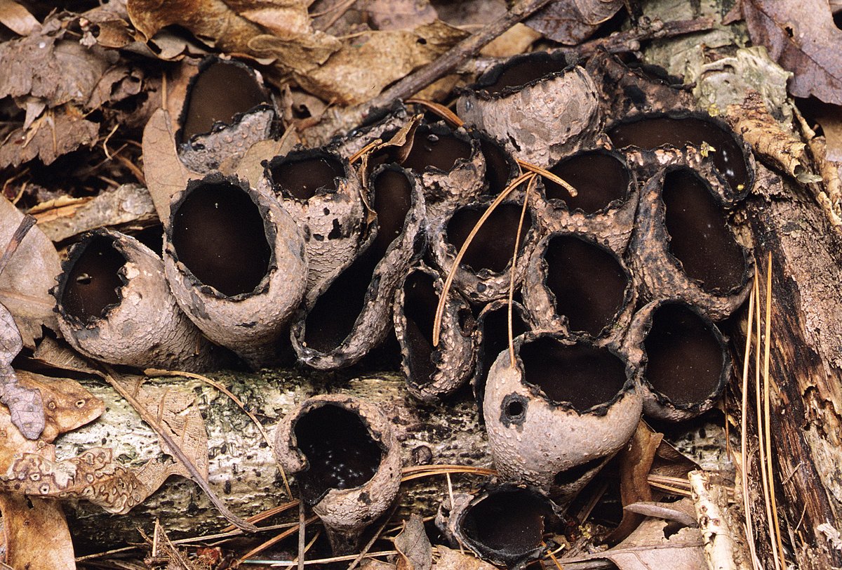 Witches cauldrons and devils urns - new article out on these spring fungi forestpathology.cfans.umn.edu/sites/forestpa…