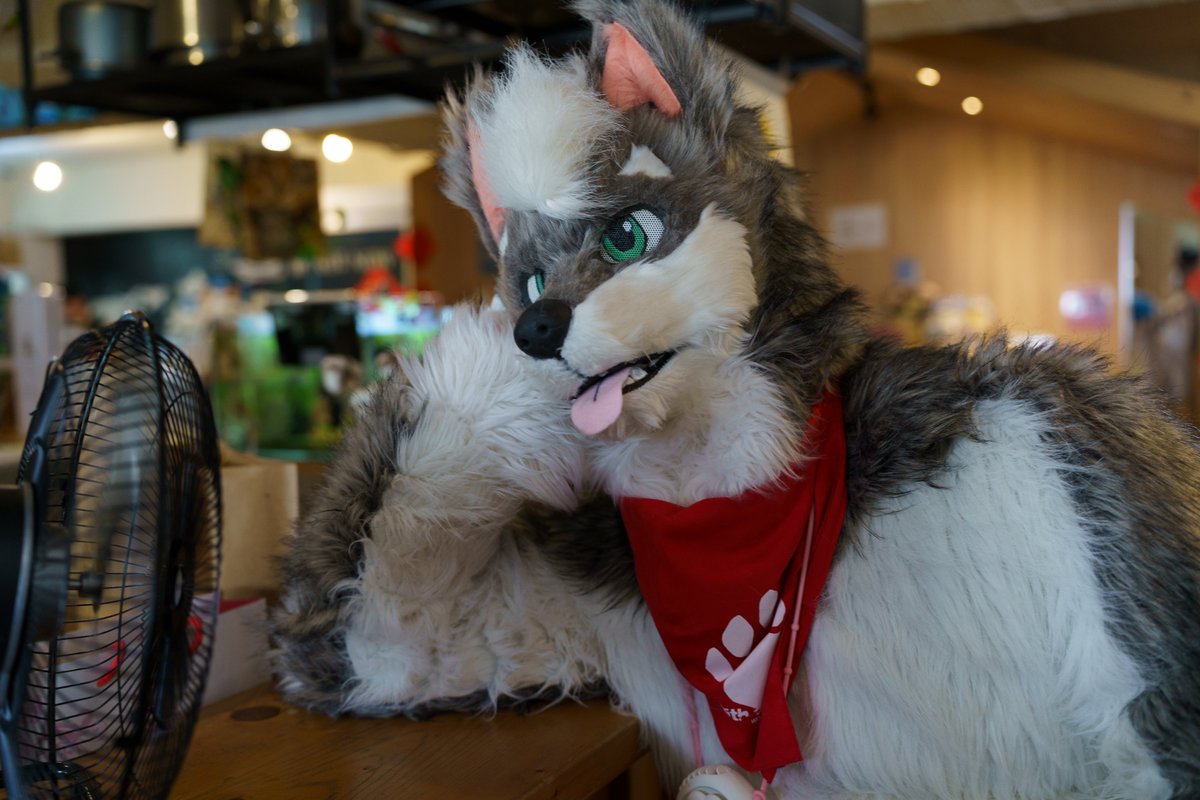暑いよ〜 なんで夏はまだ終わらないの？
📷 @OrangeJam
#FursuitFriday