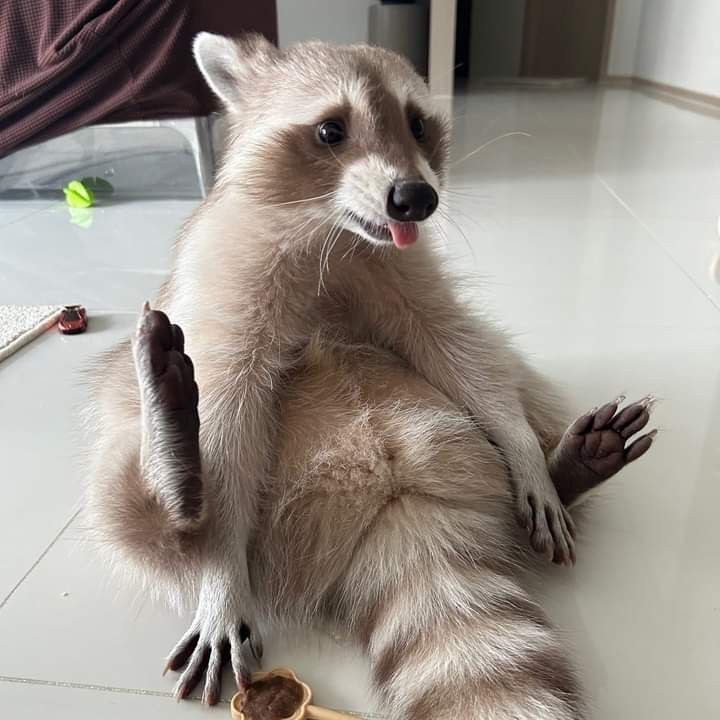 raccoon with confusing auras (@raccoonauras) on Twitter photo 