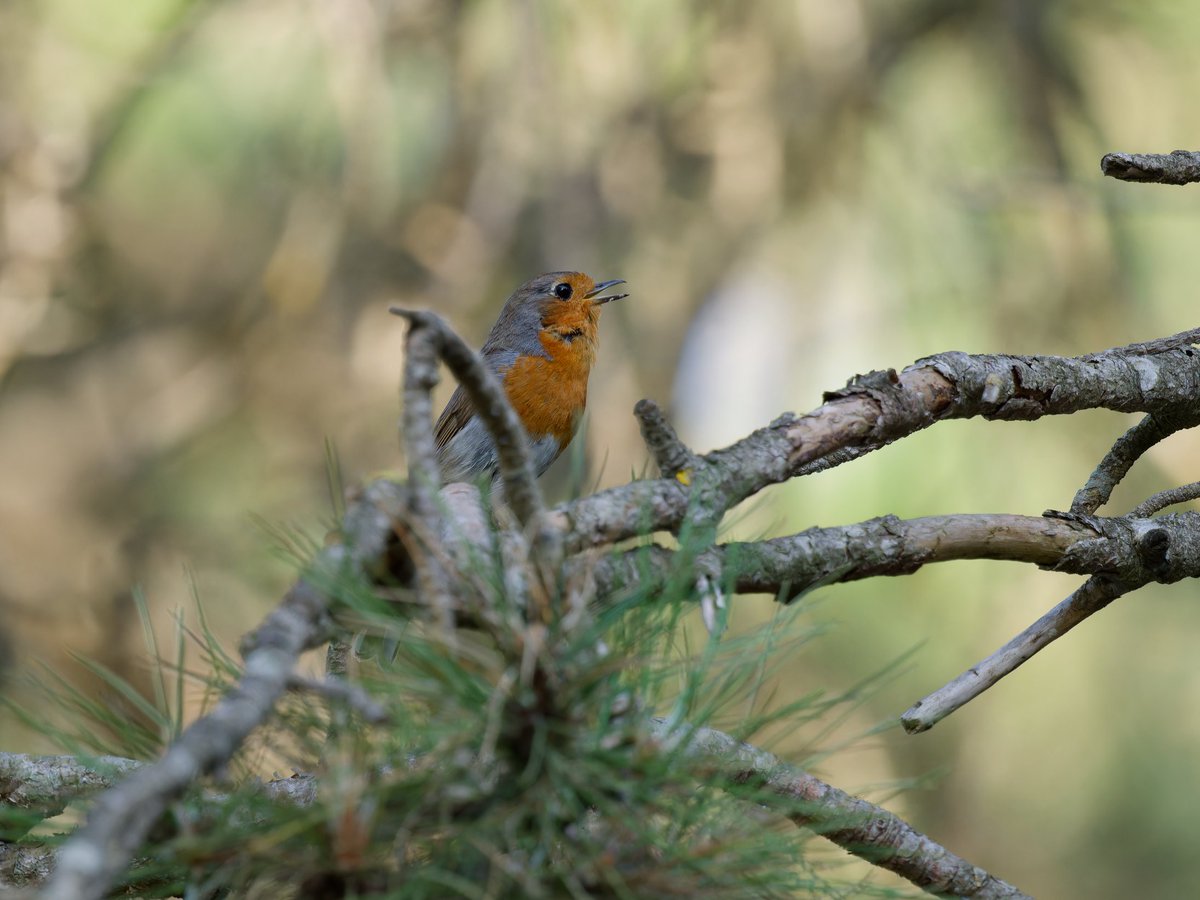 El zarcero poliglota creo que era una hembra 🤷‍♂️. Estaba muy alterada con el reclamo, al final me ha intrigado el porqué y me he acercado a ver que pasaba , intuyo que sería por un pollo de pocos días que estaba en el suelo ya muerto creo que fue por la calor ,hace mucha🥵