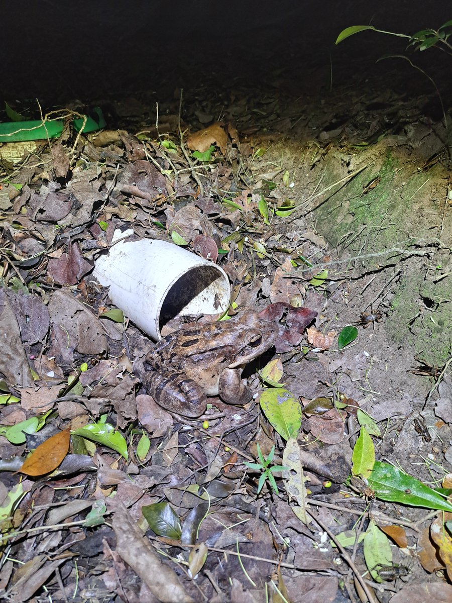 ReWildCaribbean's tweet photo. Did you know that Male Mountain Chickens engage in fighting behavior?

This is to establish dominance, territories and to secure terrestrial nesting burrows, which they defend against other males.

Find out more on our FB Page: https://t.co/IBu01Zr5Bd https://t.co/qmQM6Q80aJ