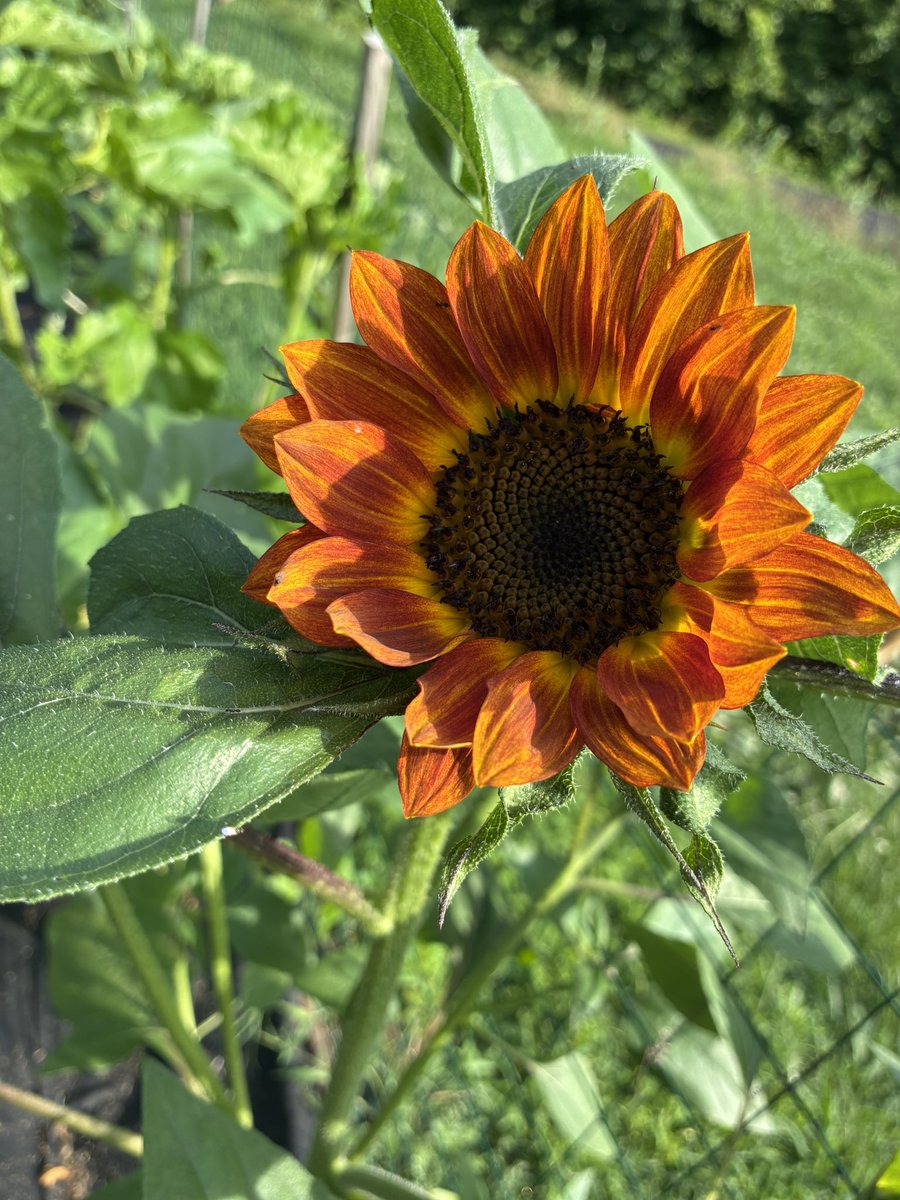 First Sunflower of the year 🌻🌻