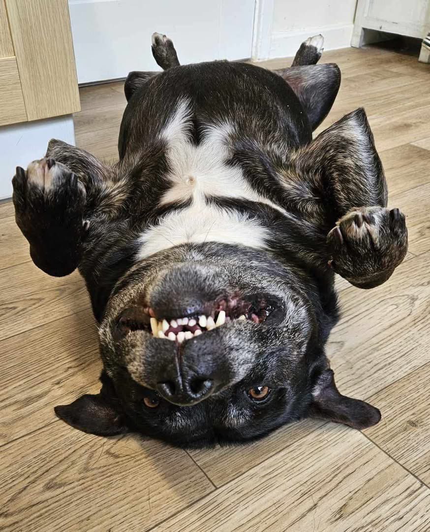 FOSTER FIRST 💙 tweet media