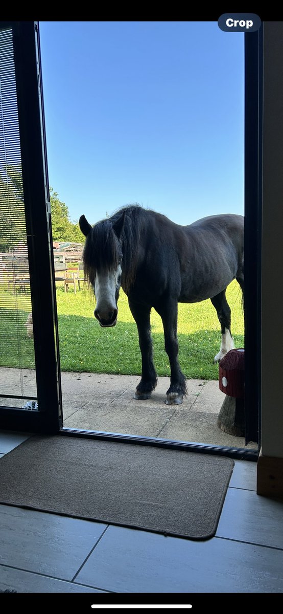 I’d really like to know when tea is going to be ready? #guinnessinthegarden