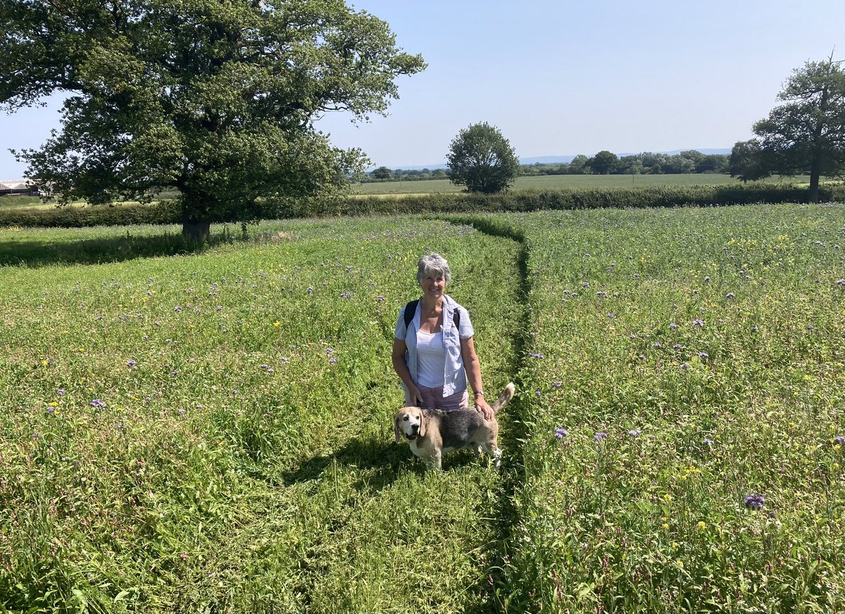 Today I took M&amp;D out to celebrate their 43rd wedding anniversary 🎊🎉 Our first stop was at Snugbury’s ice cream farm where we met Paddington Bear and walked through a wildflower meadow 🐾🌻 (1 of 2)