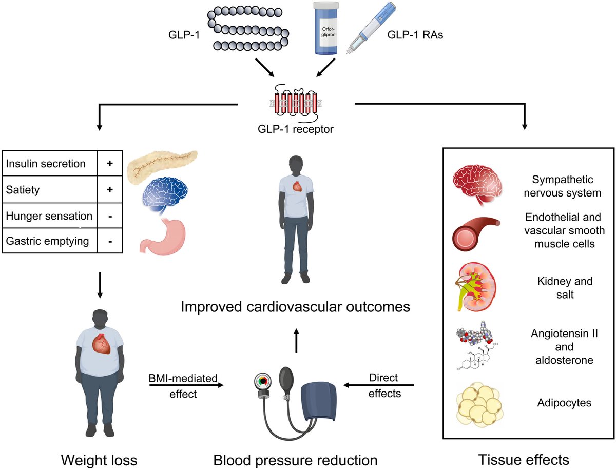 REVIEW: Incretin-Based Therapies: A Paradigm Shift in Blood Pressure Management?

ahajrnls.org/3Tvoxy5