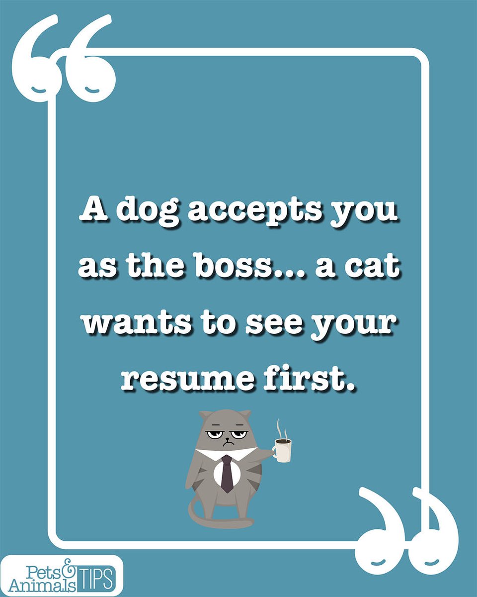 animals_tips's tweet image. Cats sure have high standards when it comes to choosing their humans! 🐱 Only the most qualified candidates will earn the privilege of being their personal staff member. 

#PetsAndAnimalsTips #CatLogic #FunnyPetQuotes #PetQuotes #LifeWithPets