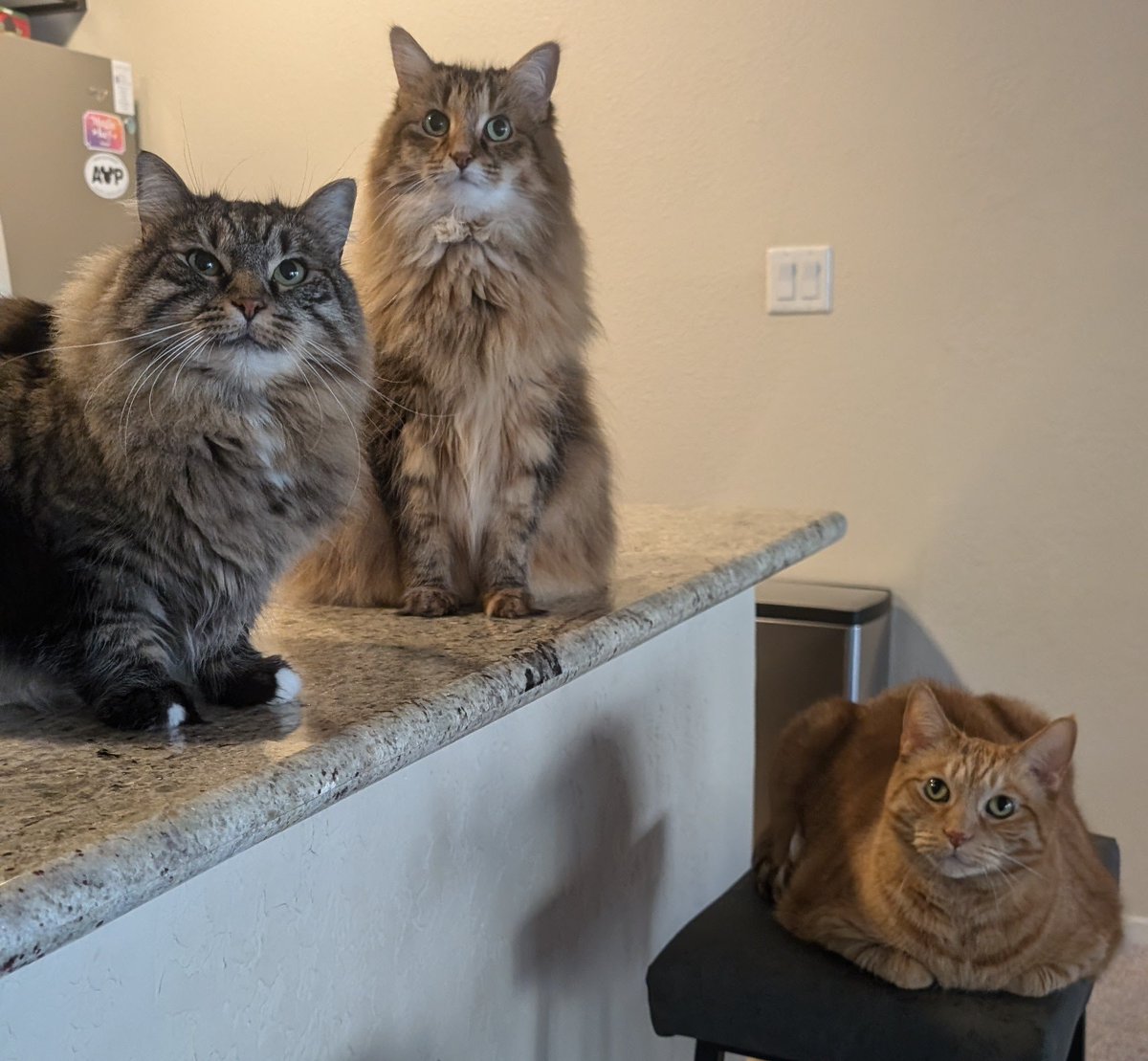 I wish they could come to every #VALORANTMasters event with me then life would be perfect 😿