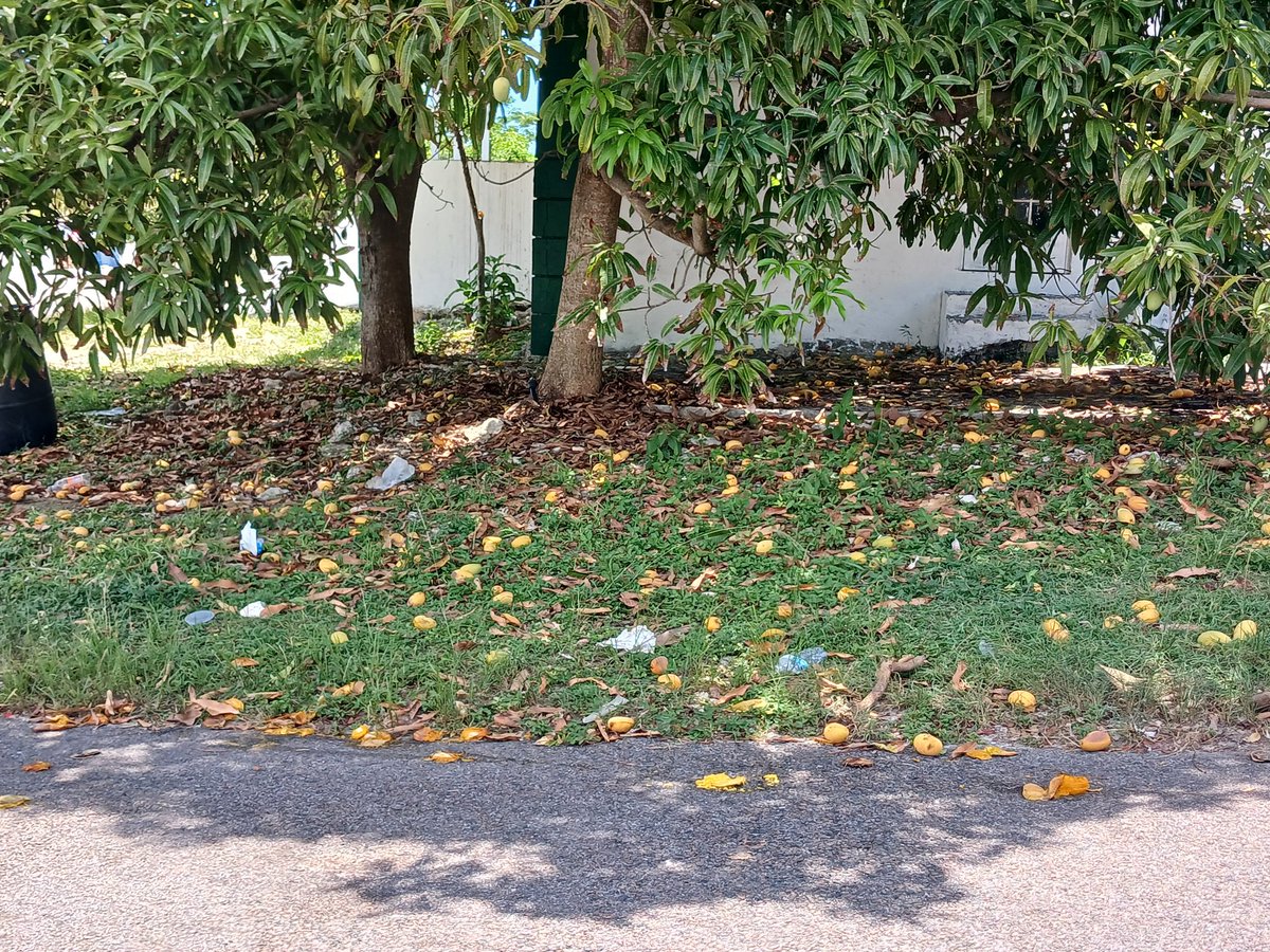 Mangoes are rolling down the hill in the Bahamas and everywhere you go the summer fruit is scornful. Anyone has a plan to juice this native fruit? We are so wealthy around here the food cannot be picked up off the ground. Ahhh boy!
