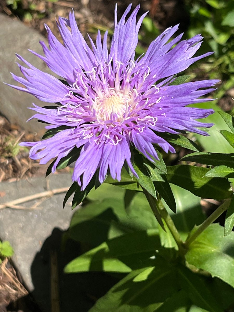 Should anyone need a flower today, I grew this in the hellhole known locally as Brooklyn.