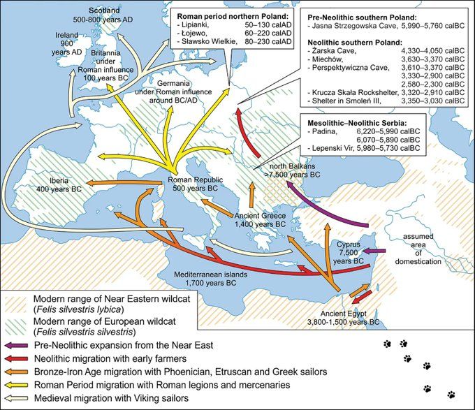AntiquityJ's tweet image. More of a cat person? Then check out this #ProjectGallery from 2022, exploring how our feline friends spread from their homeland in western Asia, eventually reaching every corner of Europe with the help of the Greeks, Romans, and Vikings.

🆓 doi.org/10.15184/aqy.2…
