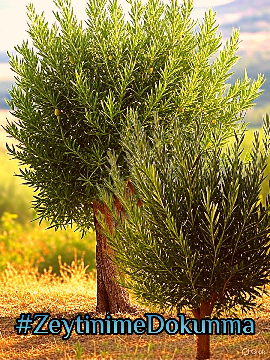Maden arama izni verdiler, Kaz dağlarını katlettiler.
Millet bahçesi yapacağız dediler, Salda golünü katlettiler.
Güzel olan her şeyi katlettiler.
Sıra Maden arama için;  Zeytin ağaçlarına geldi.
Güzel olanı katletmeye yemin etmişler sanki.
#ZeytinimeDokunma