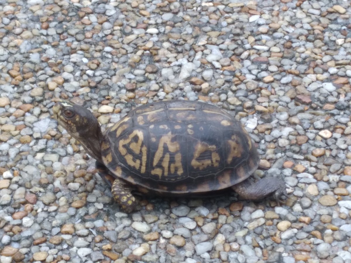 OfficialLWH's tweet photo. #Nature in Action, Check out our little friend who was about to take a #tour of our #Flags and Stones of #America  #trail.  @GaStateParks #LWH #FDR #turtles #reptiles https://t.co/NfWisrAf44