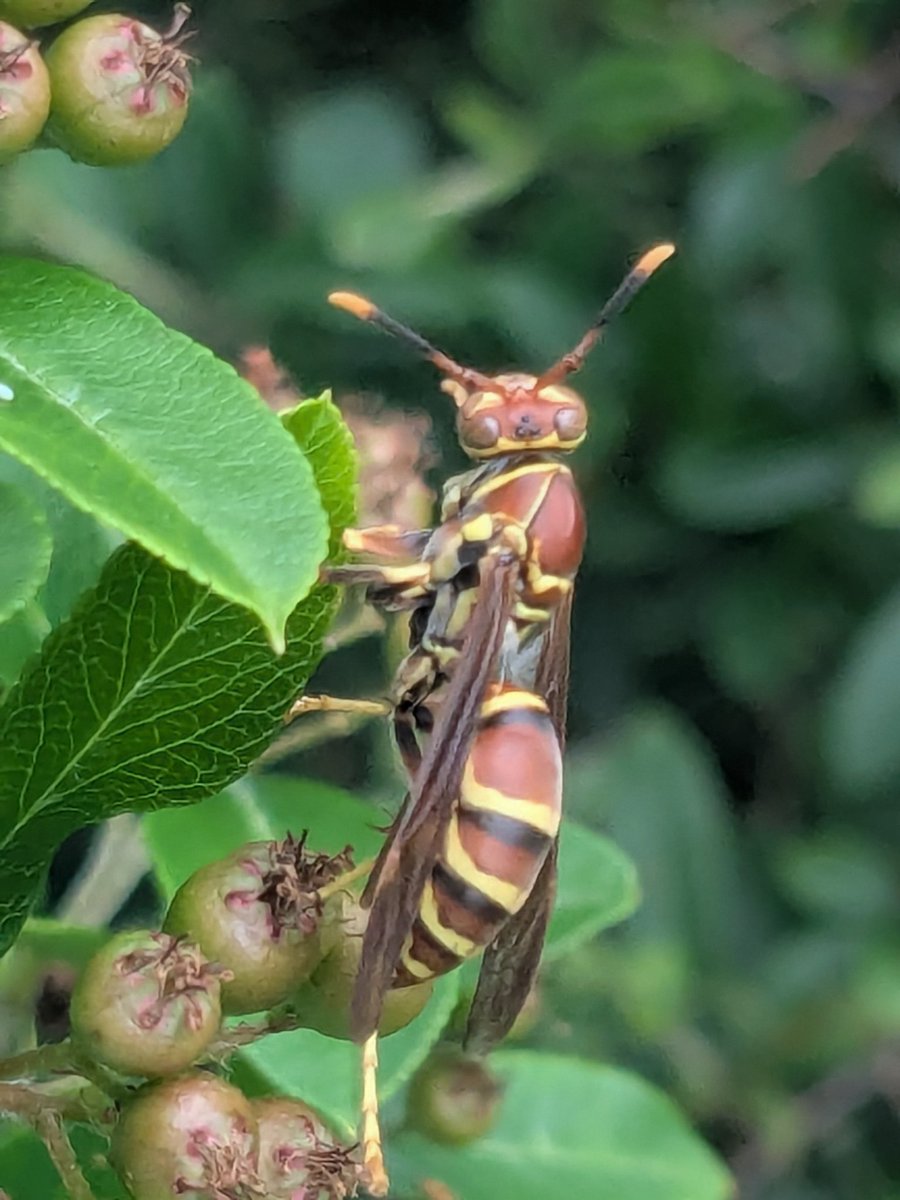 irishtom1967's tweet image. I like to post my friends in Nature from time to time. This paper wasp looked right at me yet wasn't aggressive.