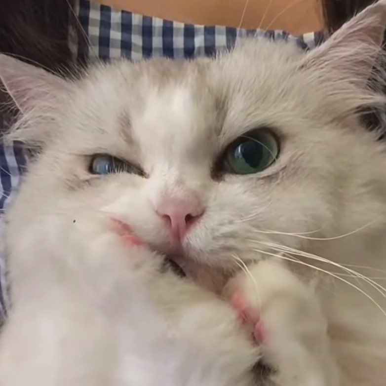 ˚₊·—̳͟͞͞♡ ^꒰ྀི -᷅ ⤙ -᷄ ꒱ྀི^𐒡 ⋆.*:･