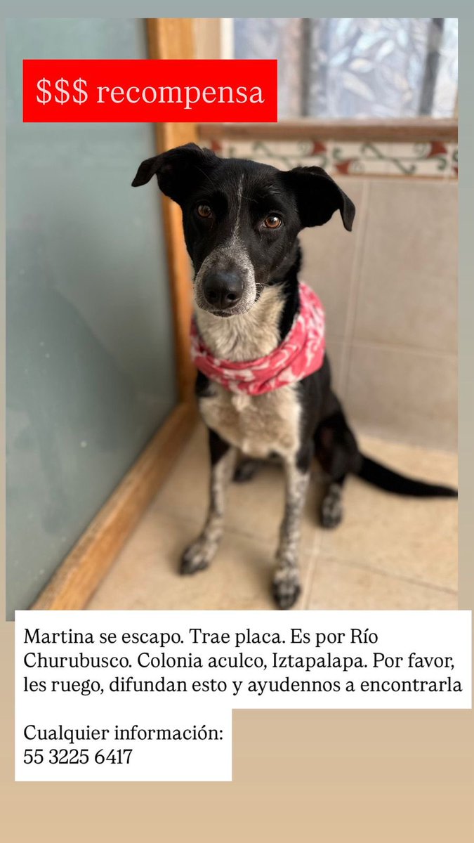 Amigas, amigos, gente de buen corazón de <a href="/X/">X</a> por favor ayuden a difundir. ¿Se acuerdan de Martina? 
Su humana la paseaba y se cayó, Martina ágil como es, corrió, trae collar y placa, si alguien por favor la encuentra, reporte al tel en la imagen, la buscan con desesperación. 🙏🏽