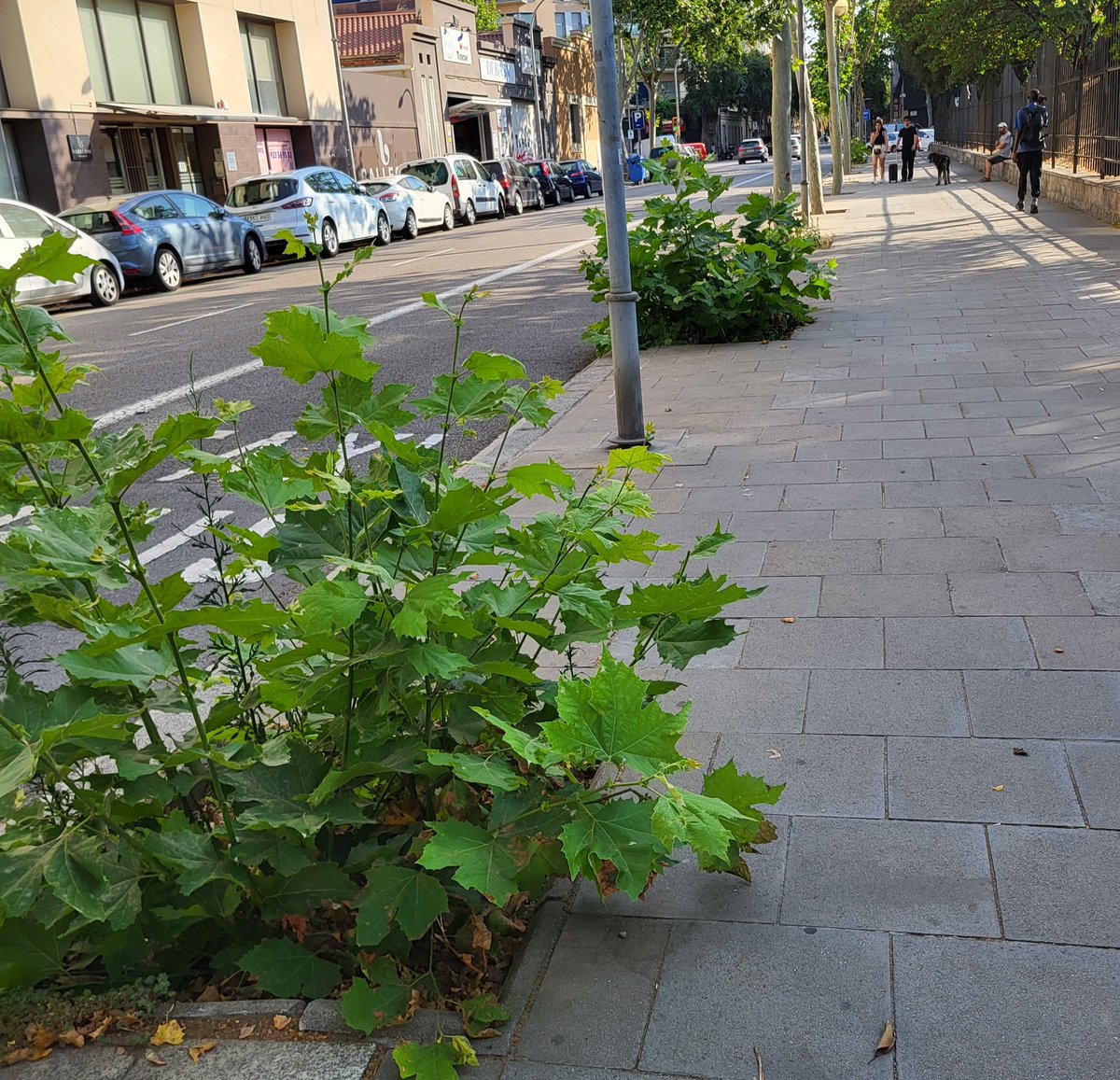 Jordi Soler (@jordisolerf) on Twitter photo Així estan 2 dels 4 arbres que, amb el criteri que els caracteritza, <a href="/bcn_ajuntament/">Ajuntament de Barcelona</a> va voler matar fa dos anys al davant del Parc de l'estació del Nord. Els altres dos estan igual. Són tossuts i es resisteixen als atacs dels "experts". A veure si ens ho expliques <a href="/jaumecollboni/">Jaume Collboni</a> Així estan 2 dels 4 arbres que, amb el criteri que els caracteritza, <a href="/bcn_ajuntament/">Ajuntament de Barcelona</a> va voler matar fa dos anys al davant del Parc de l'estació del Nord. Els altres dos estan igual. Són tossuts i es resisteixen als atacs dels "experts". A veure si ens ho expliques <a href="/jaumecollboni/">Jaume Collboni</a>