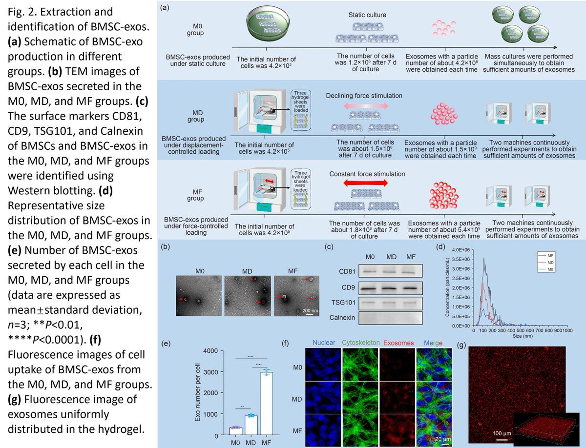 Bio-Design and Manufacturing (@biodesignmanuf) on Twitter photo Force-controlled 3D mechanical stretching to enhance the exosome secretion of bone mesenchymal stem cells for bone repair
Learn more: doi.org/10.1631/bdm.24…
<a href="/BIT1940/">Beijing Institute of Technology</a> Force-controlled 3D mechanical stretching to enhance the exosome secretion of bone mesenchymal stem cells for bone repair
Learn more: doi.org/10.1631/bdm.24…
<a href="/BIT1940/">Beijing Institute of Technology</a>