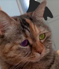 JustVT 🦇 tweet media