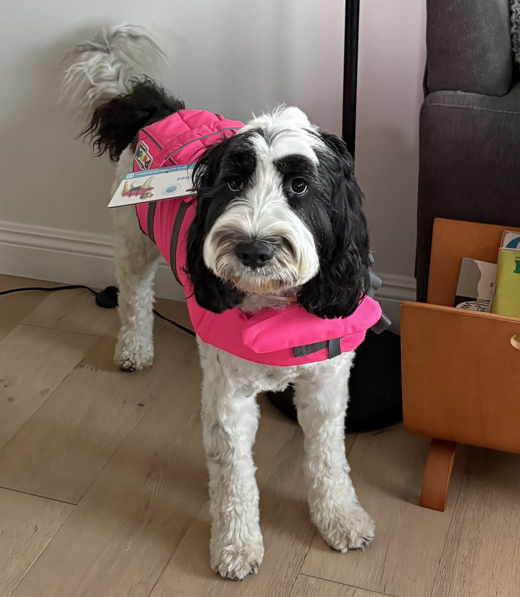 Harlow is upset about her new life jacket for a boat ride this weekend.
