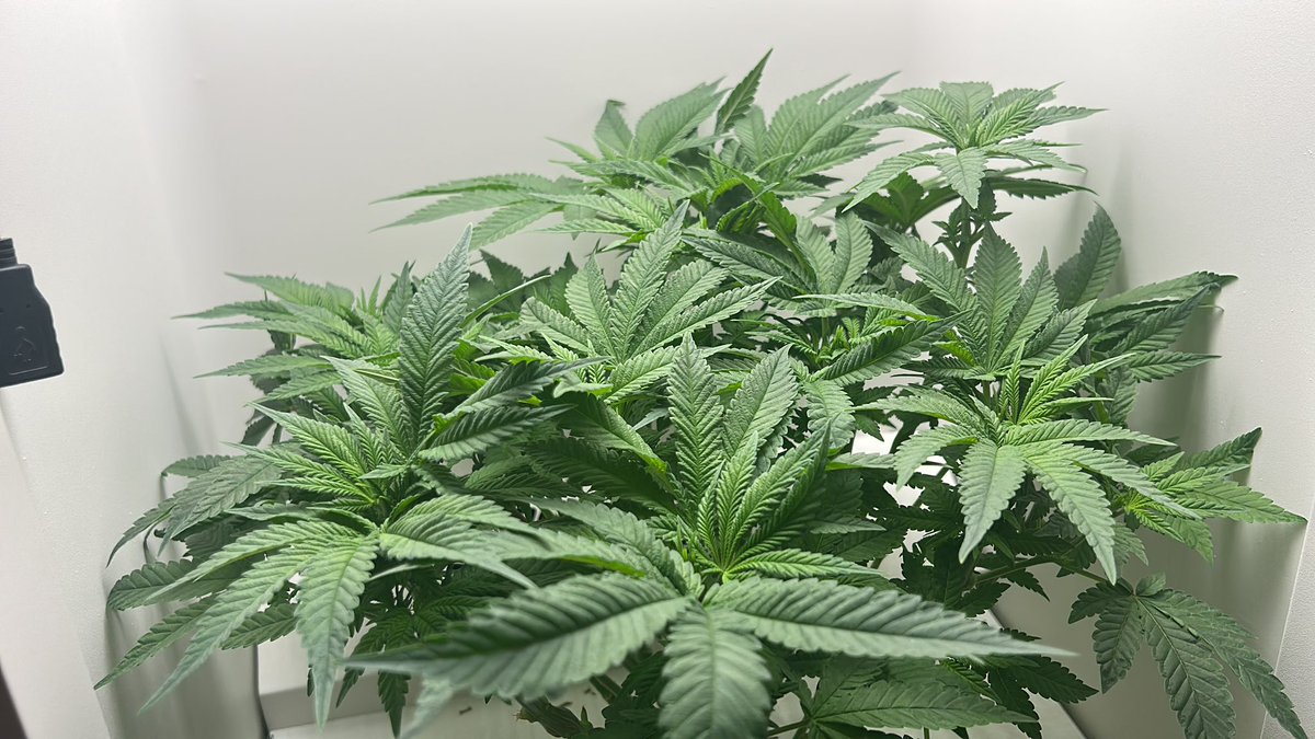 sorry i’ve been offline been taking care of my baby :)