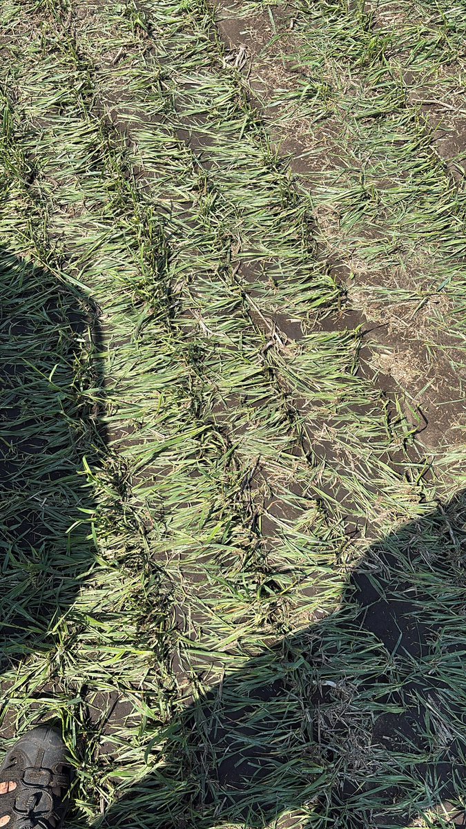 Mitchell Blyth tweet media