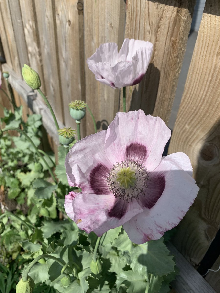 Building Self-Belief (@bsbcio) on Twitter photo Thank you to Grandad Ted for showing us around his wonderful garden & donating some of his beautiful flowers. πΊππΌWe look forward to seeing them bloom! ππ
<a href="/TNLComFund/">The National Lottery Community Fund</a> ππππ Thank you to Grandad Ted for showing us around his wonderful garden & donating some of his beautiful flowers. πΊππΌWe look forward to seeing them bloom! ππ
<a href="/TNLComFund/">The National Lottery Community Fund</a> ππππ