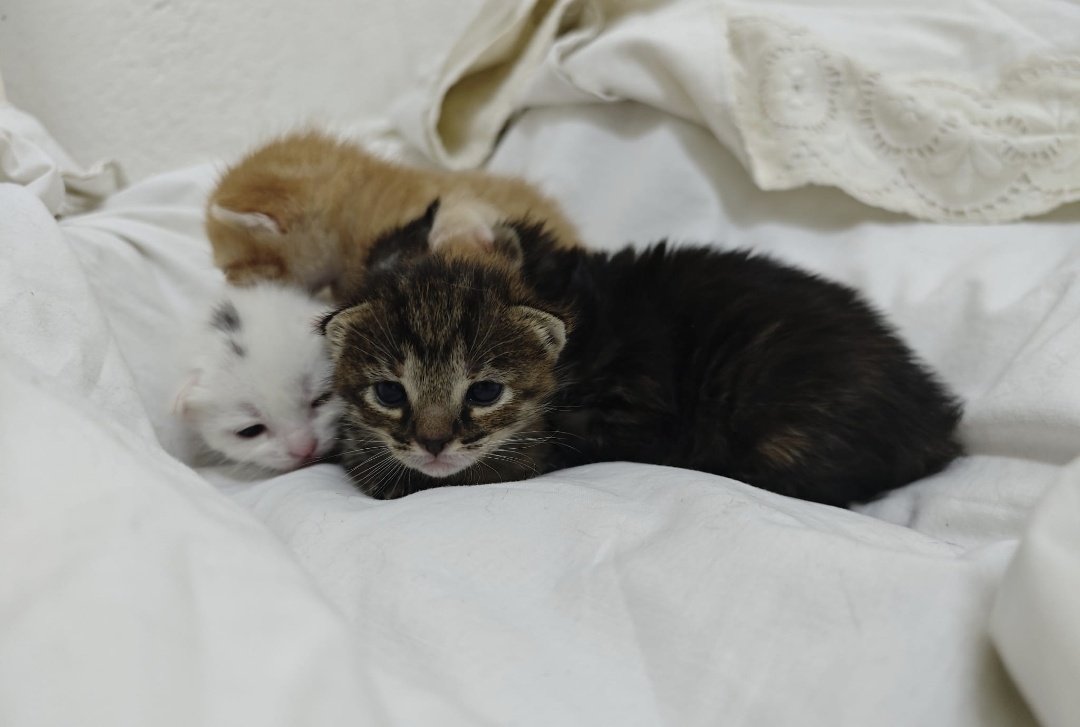 Se acaban de ir 😭

Chanel y Chloé se van a vivir juntas finalmente ♥️

Dior se va a vivir con Monstruito. 🐱 🐱 

Hermés ya está en su nuevo hogar con su hermanito. 😺 

Y Miu Miu se queda esperándonos al otro lado con Floki🌈 

No puedo parar de llorar. No es esta la sensación