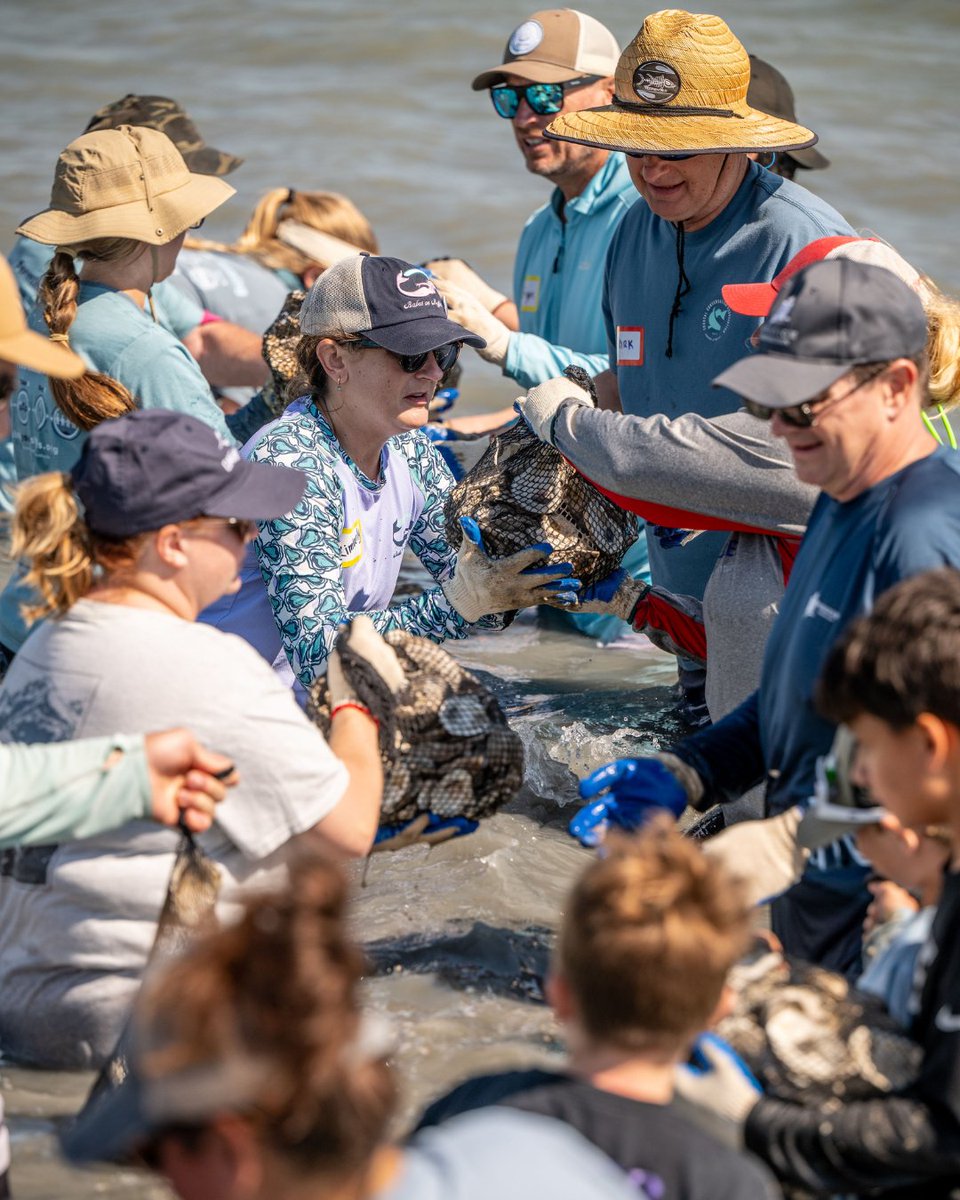 Have you seen our latest 💻 digital issue of CURRENTS?

You can read it by clicking here 🔗 ➡ ccatexas.org/currents-june-…

📸: KIESE &amp; CO

On page 6 of this issue, Director of Habitat John Blaha provides a breakdown of the Sink Your Shucks Oyster Recycling Program. Since its...
