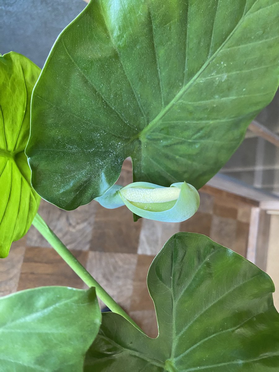 クワズイモの花？が咲いたっ
なんか調べてたら受粉させるの難しそうだねʅ（◞‿◟）ʃ
#観葉植物 #クワズイモ #受粉
