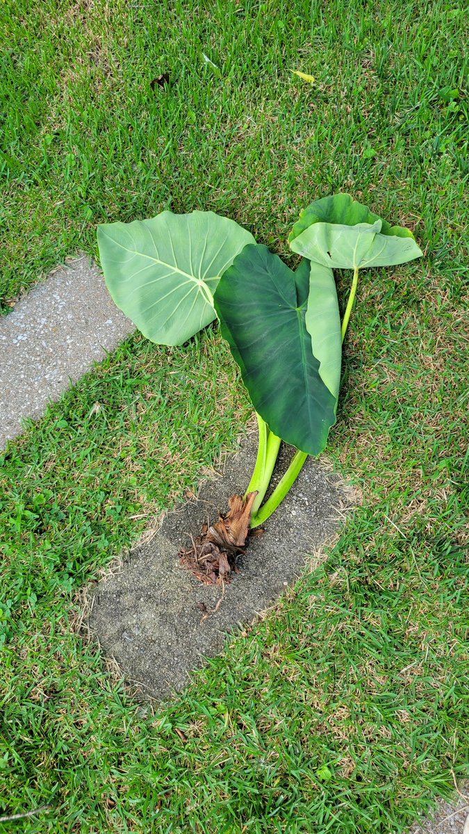 JeffreyScott17's tweet image. 🐿 Squirrels at it yet again - pulled it out of the pot, ugh...

#Squirrels #ElephantEar #Gardening #LawnAndGarden #GardeningX